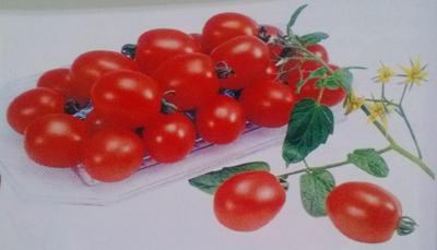 千禧——小番茄种子